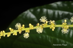 Mallotus acuminatus